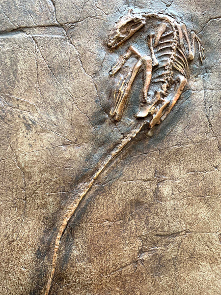 Microraptor Skeleton Restored - COMING SOON
