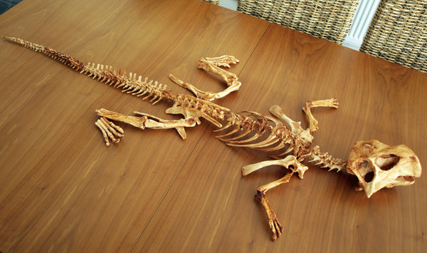 Psittacosaurus Skeleton Replica Fossil Unmounted