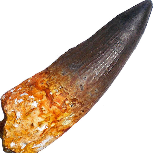 Stunning SPINOSAURUS Tooth Replica Fossil by TRIASSICA