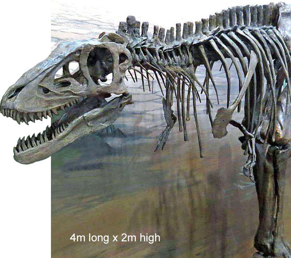 T rex Skeleton LIFE SIZE BABY - Triassica Dinosaur Fossils