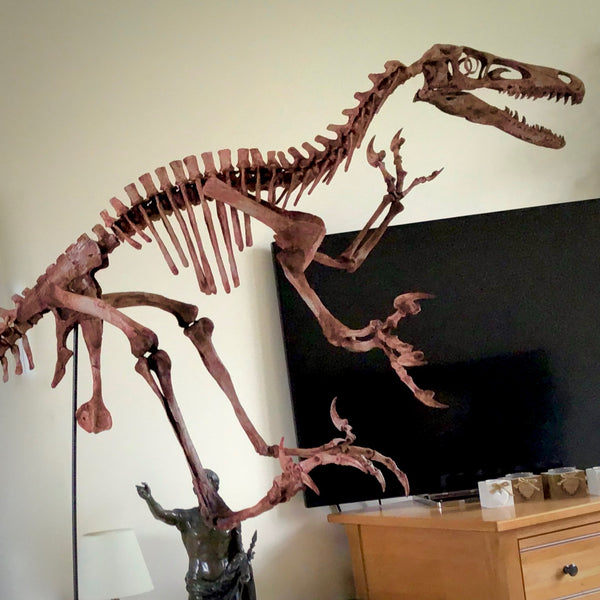 Velociraptor Skeleton Replica Fossil - Triassica Dinosaur Fossils
