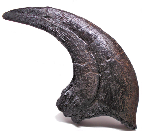 UTAHRAPTOR Claw Replica Fossil by TRIASSICA - Main Image