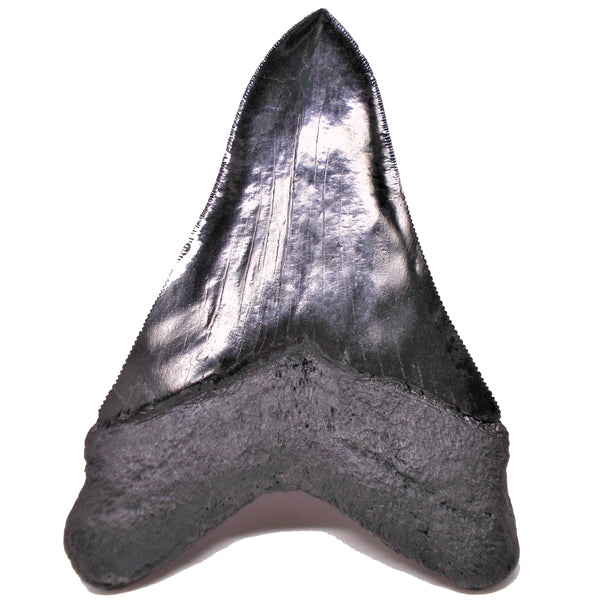 6 inch Large Megalodon Shark Tooth Replica Fossil