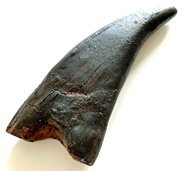 T rex Tooth Replica - COMING SOON
