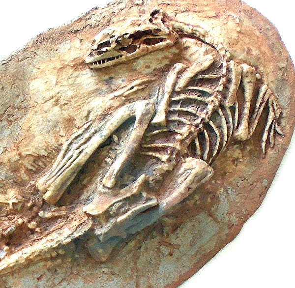 Microraptor Skeleton Replica Fossil