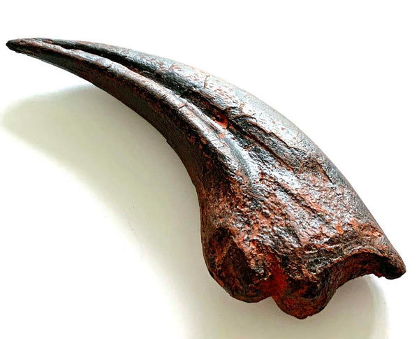 T rex Hand Claw - COMING SOON