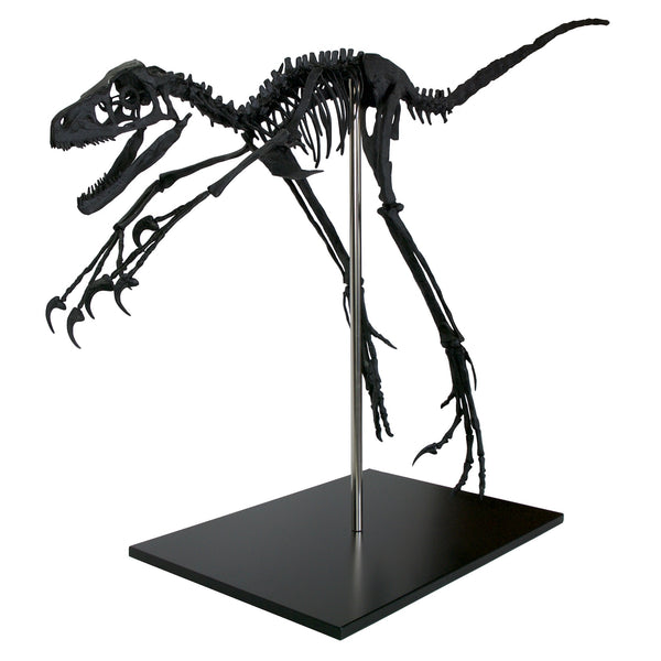 Bambiraptor Skeleton Replica Fossil - Triassica Dinosaur Fossils