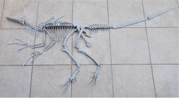 Velociraptor Skeleton Replica Fossil by TRIASSICA