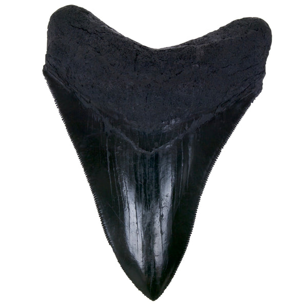 4 Inch Megalodon Shark Tooth Replica Fossil - Triassica Dinosaur Fossils