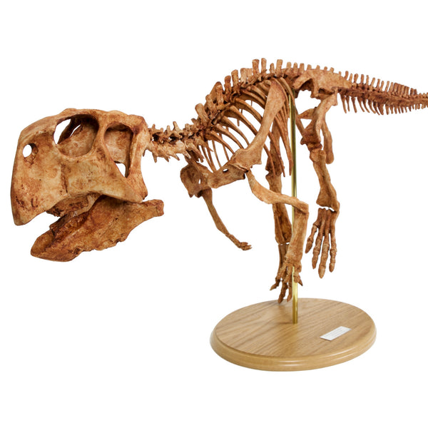 Psittacosaurus Skeleton Replica Fossil - Triassica Dinosaur Fossils