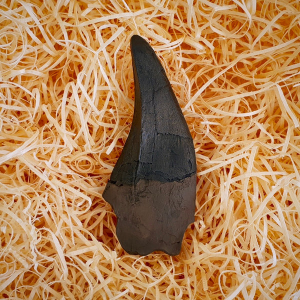 T.Rex Tooth Replica Fossil - Earthy Look Finish - Triassica Dinosaur Fossils