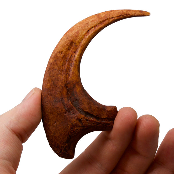 Deadly Deinonychus Raptor Claw Replica Fossil - Main Image