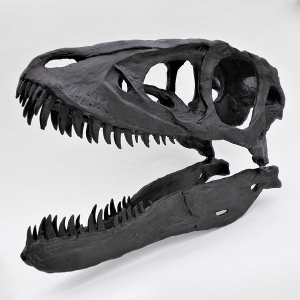 Baby T.REX Skull Replica Fossil - Triassica Dinosaur Fossils