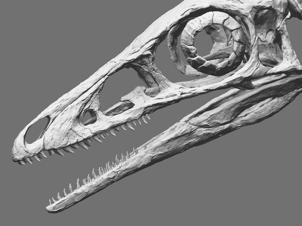 Compsognathus Skull Replica  -  COMING SOON