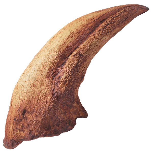 T rex Claw 19cm (6") Large Replica Fossil