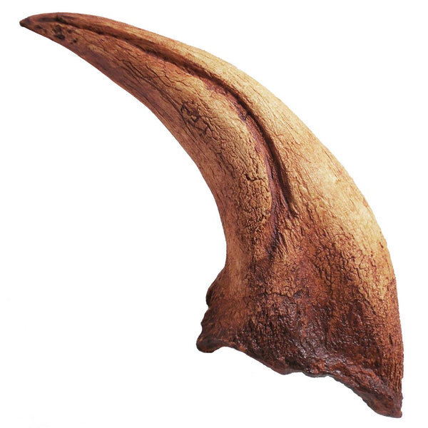 T rex Claw 19cm (6") Large Replica Fossil