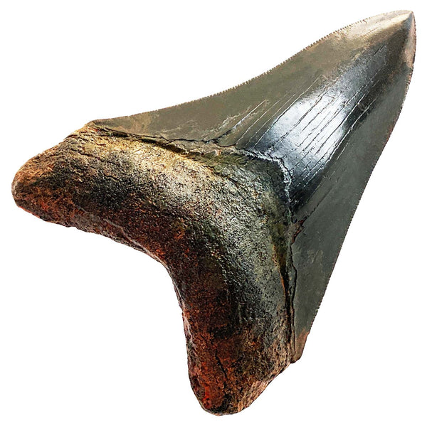 Megalodon Shark Tooth Replica Fossil 4 1/4" (11cm)