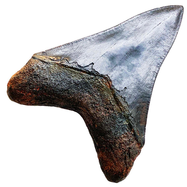 Megalodon Shark Tooth Replica Fossil 4 1/4" (11cm)