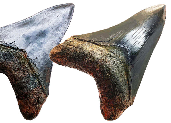 Megalodon Shark Tooth Replica Fossil 4 1/4" (11cm)