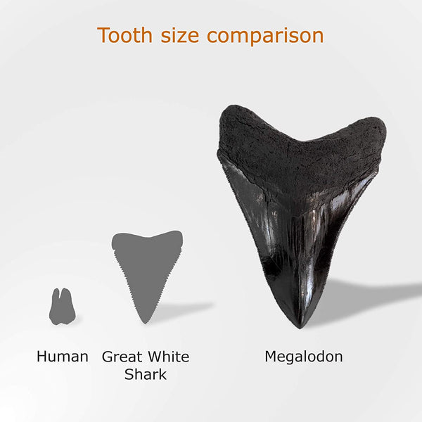Megalodon Shark Tooth Replica Fossil 4 Inch by TRIASSICA
