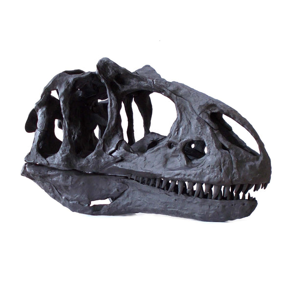 Allosaurus Juvenile Skull Replica Fossil  -  COMING SOON