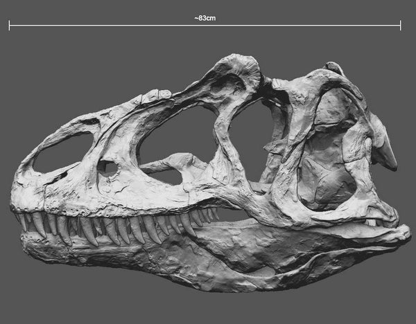 Allosaurus ADULT Skull Replica Fossil  -  COMING SOON