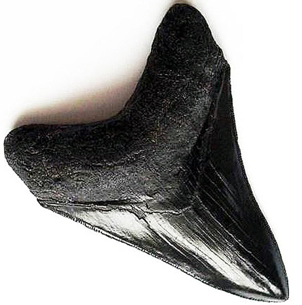 Megalodon Shark Tooth Replica Fossil 4 Inch by TRIASSICA