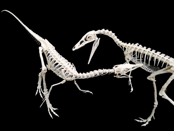 Compsognathus Skeleton Replica  -  COMING SOON!