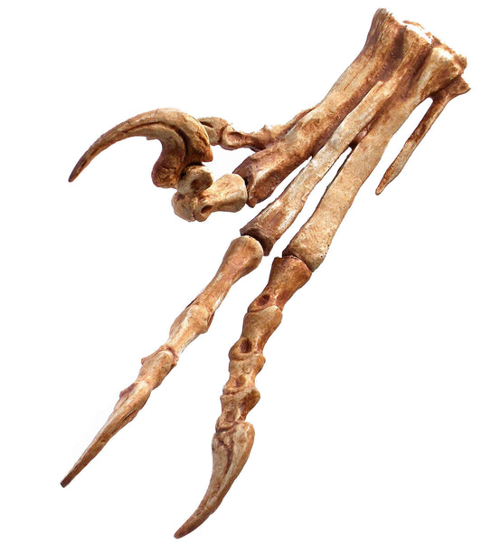 Velociraptor Foot Replica Fossil by TRIASSICA – Triassica