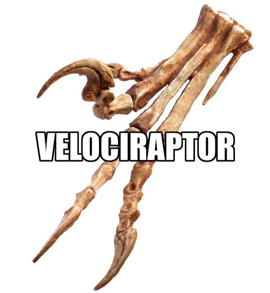 Velociraptor Foot Replica Fossil by TRIASSICA