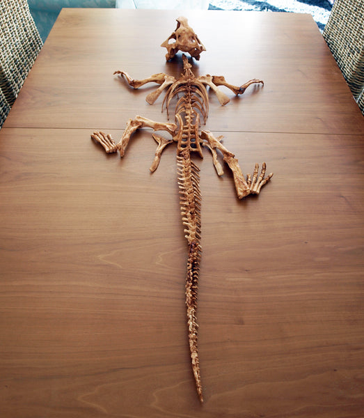 Psittacosaurus Skeleton Replica Fossil Unmounted