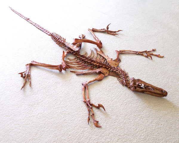 Velociraptor Skeleton Replica Unmounted by TRIASSICA