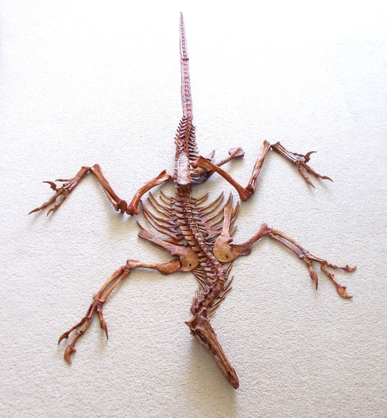 Velociraptor Skeleton Replica Unmounted by TRIASSICA