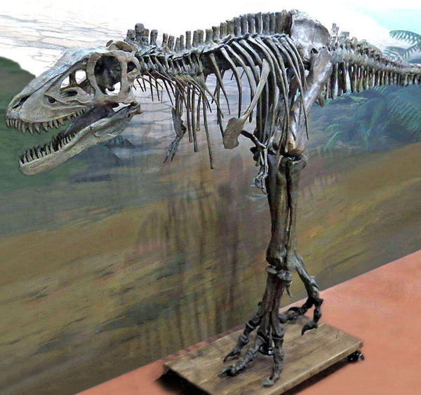 Museum Quality Skeleton Replica (Life Size) Triassica