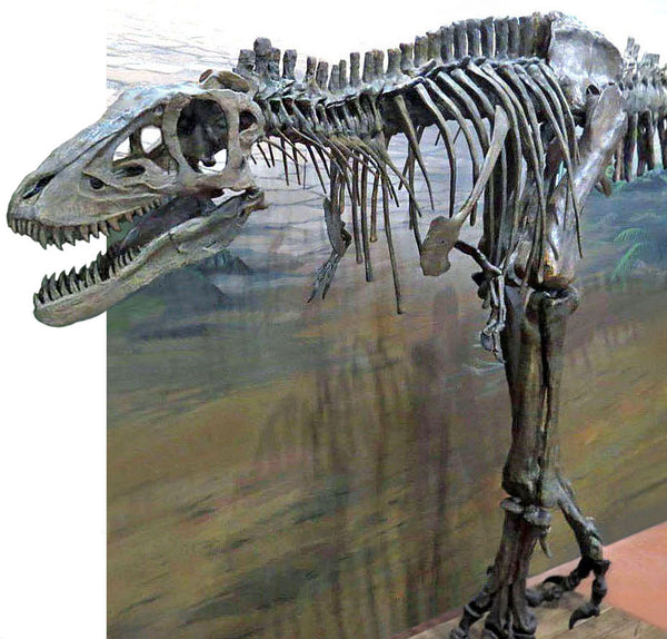 T rex Skeleton LIFE SIZE BABY - Triassica Dinosaur Fossils
