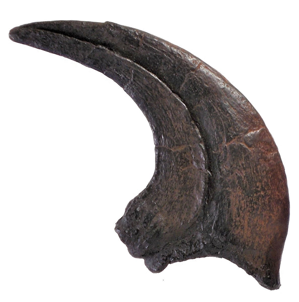 UTAHRAPTOR Claw Replica Fossil by TRIASSICA