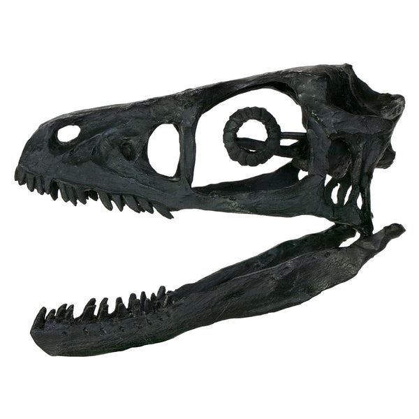 Bambiraptor Skull Replica Fossil - Triassica Dinosaur Fossils
