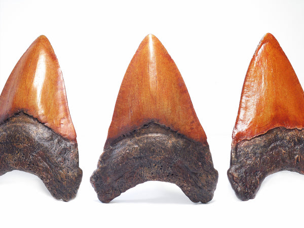 5 inch Large Megalodon Shark Tooth Replica - COMING SOON