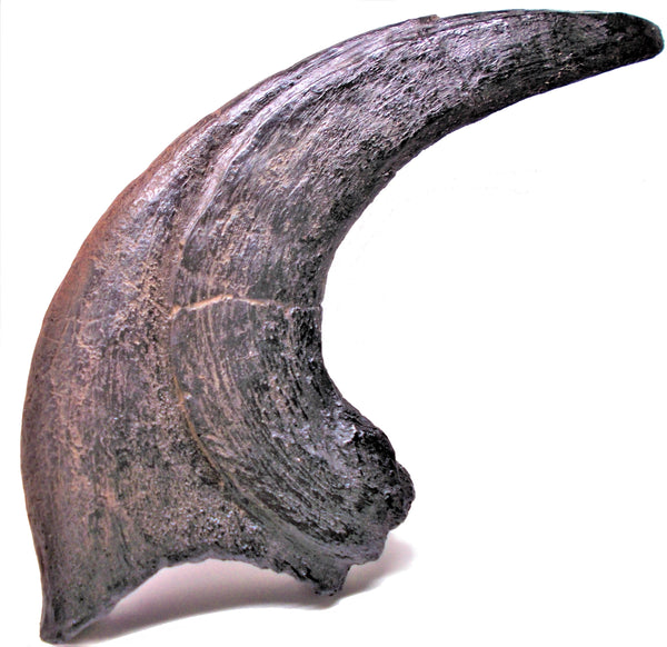 UTAHRAPTOR Claw Replica Fossil by TRIASSICA