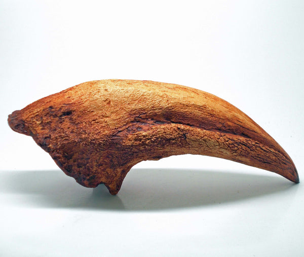 T-Rex Claw Large Replica Fossil by TRIASSICA
