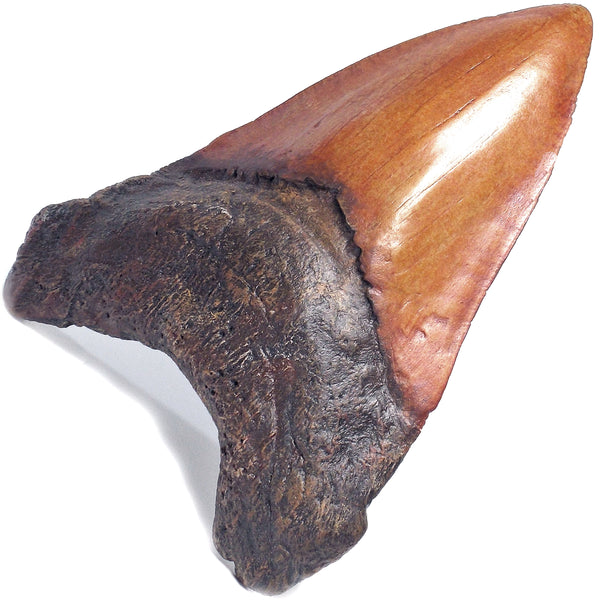 5 inch Large Megalodon Shark Tooth Replica - COMING SOON