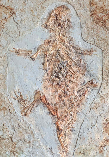 Psittacosaurus Skeleton on Matrix - COMING SOON