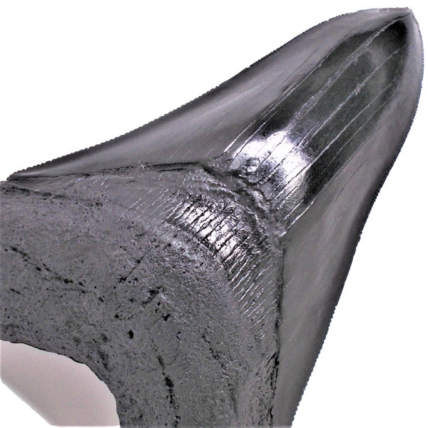 6 inch Large Megalodon Shark Tooth Replica Fossil