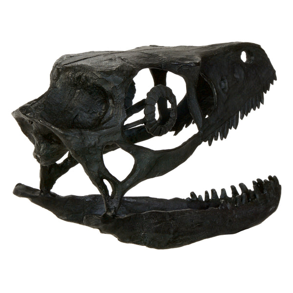Bambiraptor Skull Replica Fossil - Triassica Dinosaur Fossils