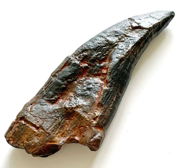 T rex Tooth Replica - COMING SOON