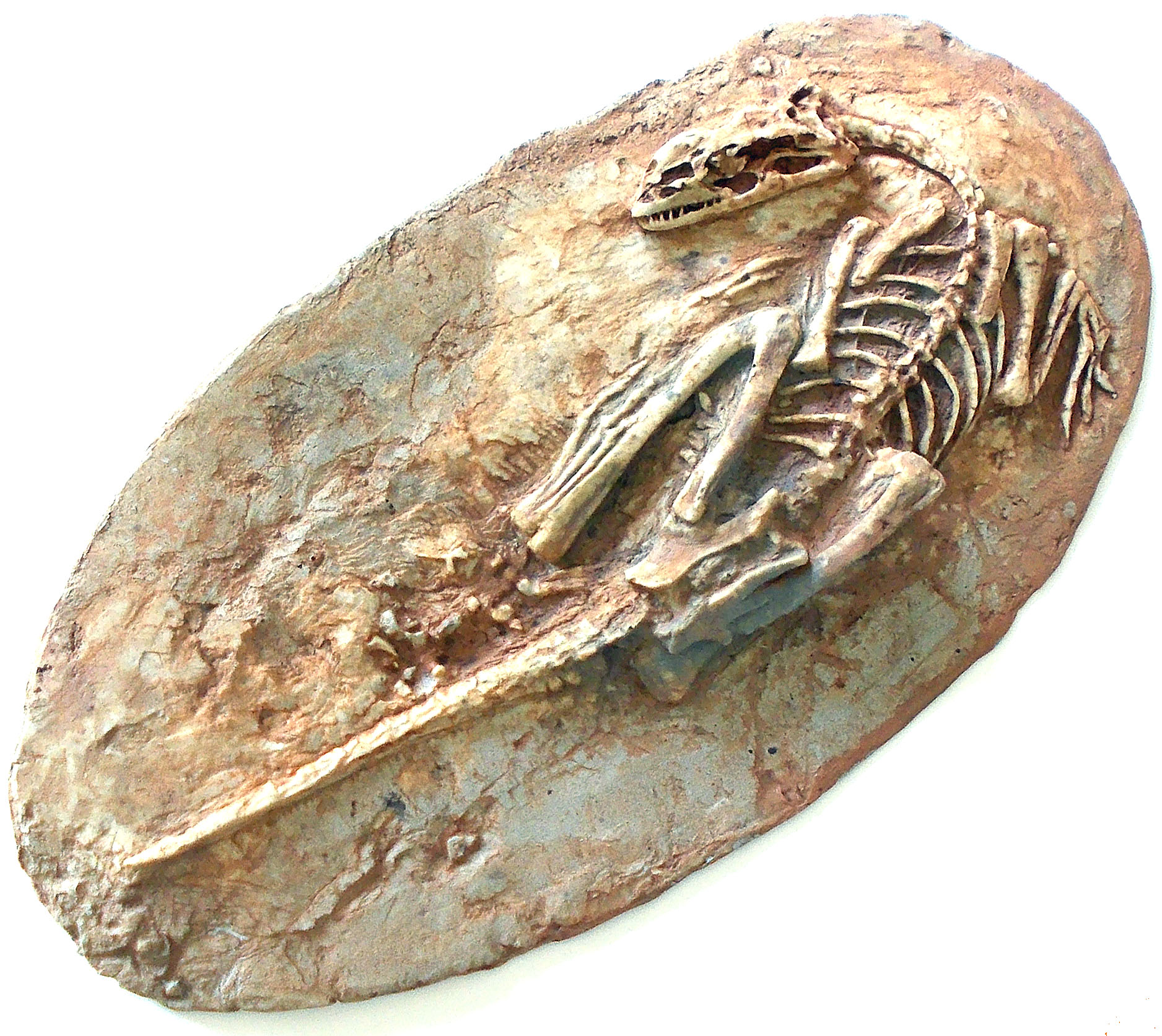 Microraptor Skeleton Replica Fossil – Triassica