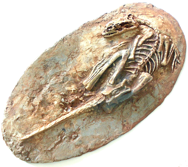 Microraptor Skeleton Replica Fossil