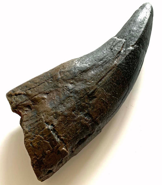T rex Tooth Replica - COMING SOON