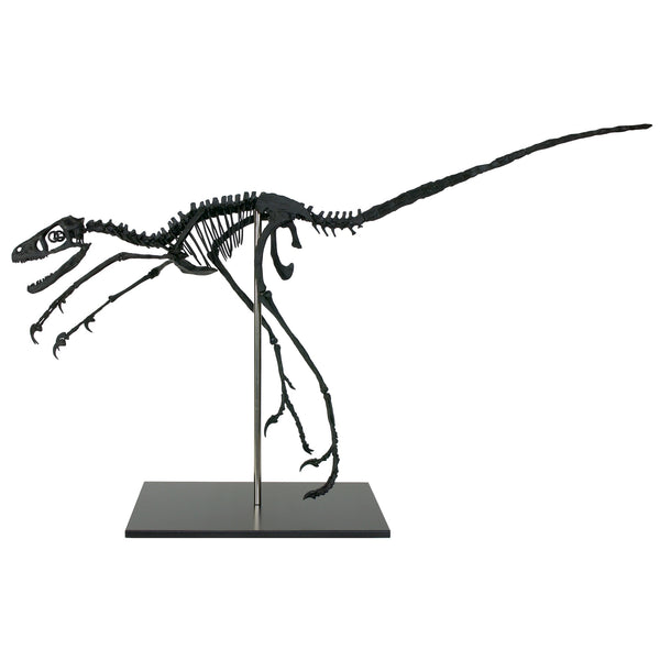 Bambiraptor Skeleton Replica Fossil - Triassica Dinosaur Fossils