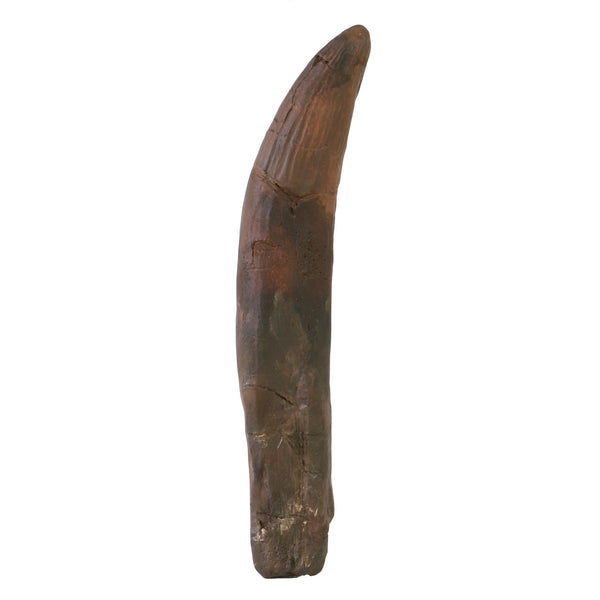 Barylambda Tooth Baryonyx Tooth Replica Fossil – Triassica